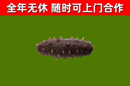 罗定烟酒回收干海参.jpg